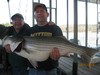 (04/11/2014) - Nice Striped Bass